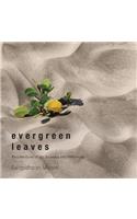 Evergreen Leaves