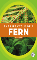 Life Cycle of a Fern