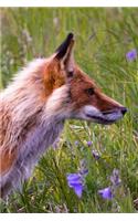 Fox in the Flowers