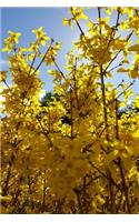 Journal Forsythia Bush Yellow Flowers Blue Sky: (Notebook, Diary, Blank Book)