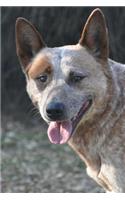 Tan Australian Cattle Dog Journal
