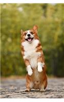 Corgi Notebook
