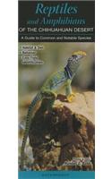 Reptiles and Amphibians of the Chihuahuan Desert