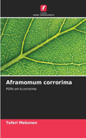 Aframomum corrorima