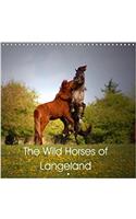 The Wild Horses of Langeland 2018