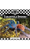 Tarantula Spiders