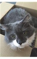 Cat In A Box Journal