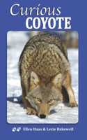 Curious Coyote