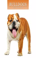 BULLDOGS 2023 SQUARE WALL CALENDAR