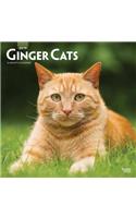 Ginger Cats 2019 Square Wall Calendar