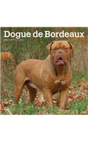 DOGUE DE BORDEAUX 2020 SQUARE WALL CALEN