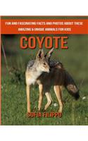 Coyote