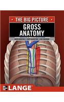 Gross Anatomy: The Big Picture