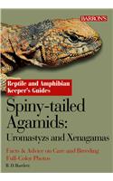 Spiny Tailed Agamids