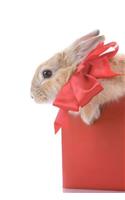 MindBlowing Rabbit In Red Box Journal: 150 page lined journal