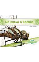 de Huevo a Libelula (Becoming a Dragonfly)