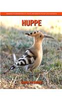 Huppe: Images étonnantes et faits amusants pour les enfants