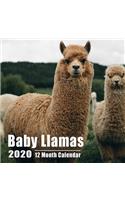 Baby Llamas Calendar 2020