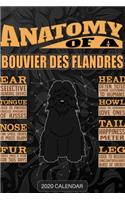 Anatomy Of A Bouvier Des Flandres