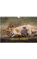 Kenyan Wildlife 2018