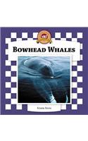 Bowhead Whales