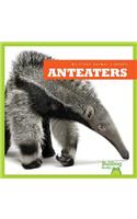 Anteaters