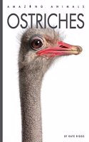 Ostriches
