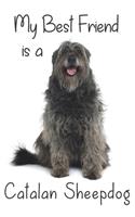 My best Friend is a Catalan Sheepdog