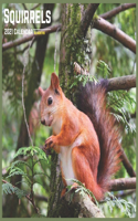 Squirrels 2021 Calendar: Official Squirrel Wall Calendar 2021