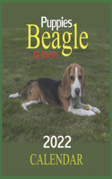 CALENDAR 2022 Beagle Puppies 12-Month
