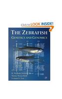 The Zebrafish