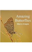 Amazing Butterflies Macro-Images 2018