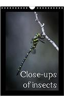 Close-Ups of Insects 2018