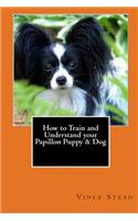 How to Train and Understand your Papillon Puppy & Dog