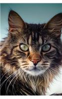 The Maine Coon Cat Journal "Know Your Place, Human. I Am Your Master.": 150 page lined notebook/diary