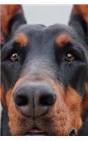 Black and Tan Doberman Dog Up Close Pet Portrait Journal