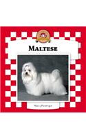 Maltese