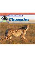 Cheetahs