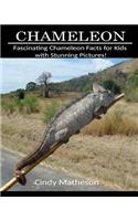 Chameleon: Fascinating Chameleon Facts for Kids with Stunning Pictures!