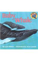 Baby Whale