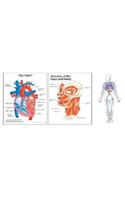 Human Anatomy Bulletin Board Set