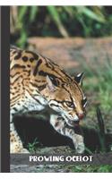 prowling ocelot