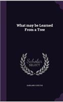 What May Be Learned from a Tree