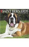 Just Saint Bernards 2020 Wall Calendar (Dog Breed Calendar)