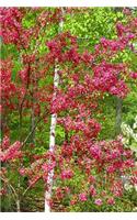 Springtime Trees 2019 Daily Planner 384 Pages