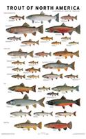 Trout of North America Poster