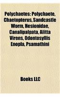 Polychaetes