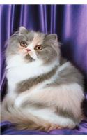 2020 Weekly Planner Fluffy Kitty Cat Photo 134 Pages