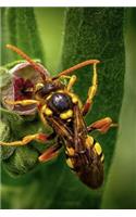 Insect Notebook