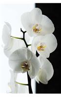 White Orchid Black and White Background Journal: Take Notes, Write Down Memories in this 150 Page Lined Journal